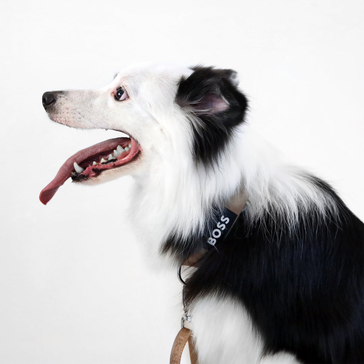 BOSS Dog Essentials Collar — Premium Nylon Dog Collar