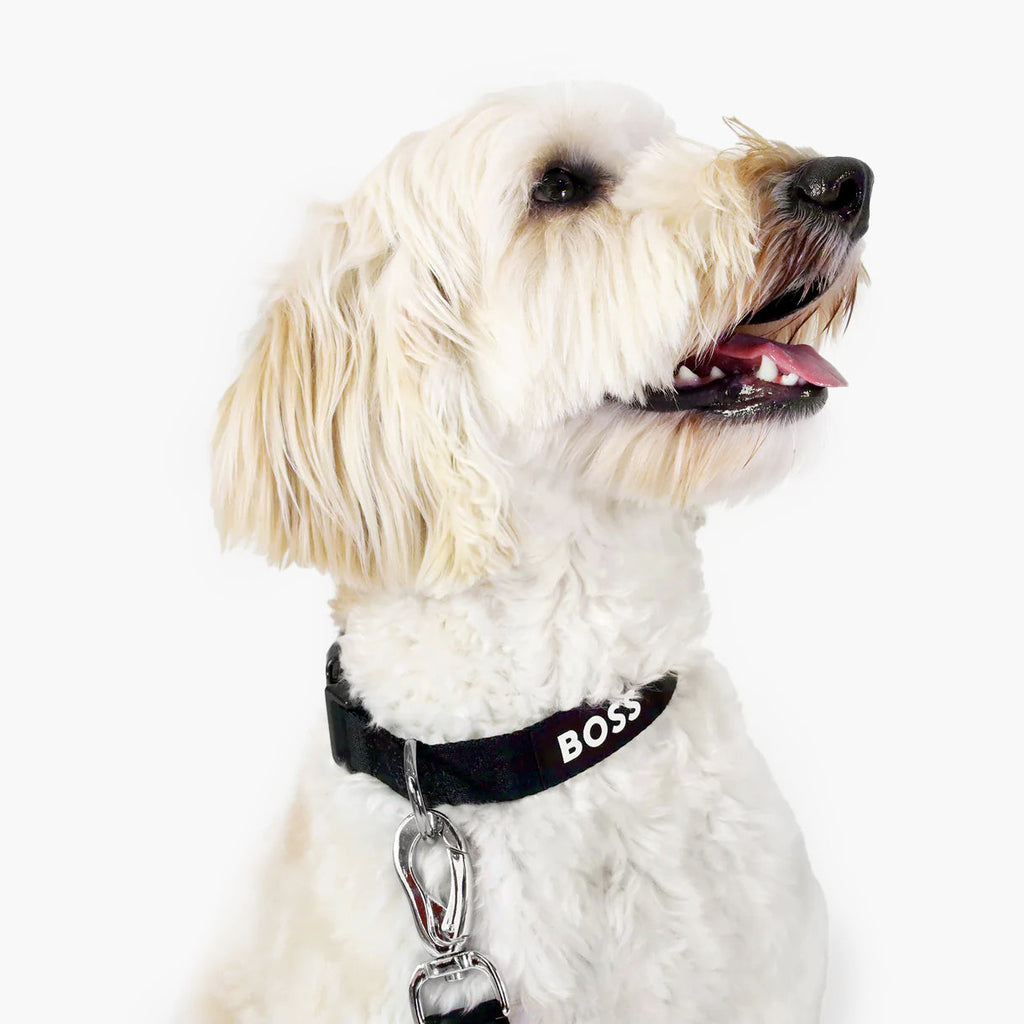 BOSS Dog Essentials Collar — Premium Nylon Dog Collar