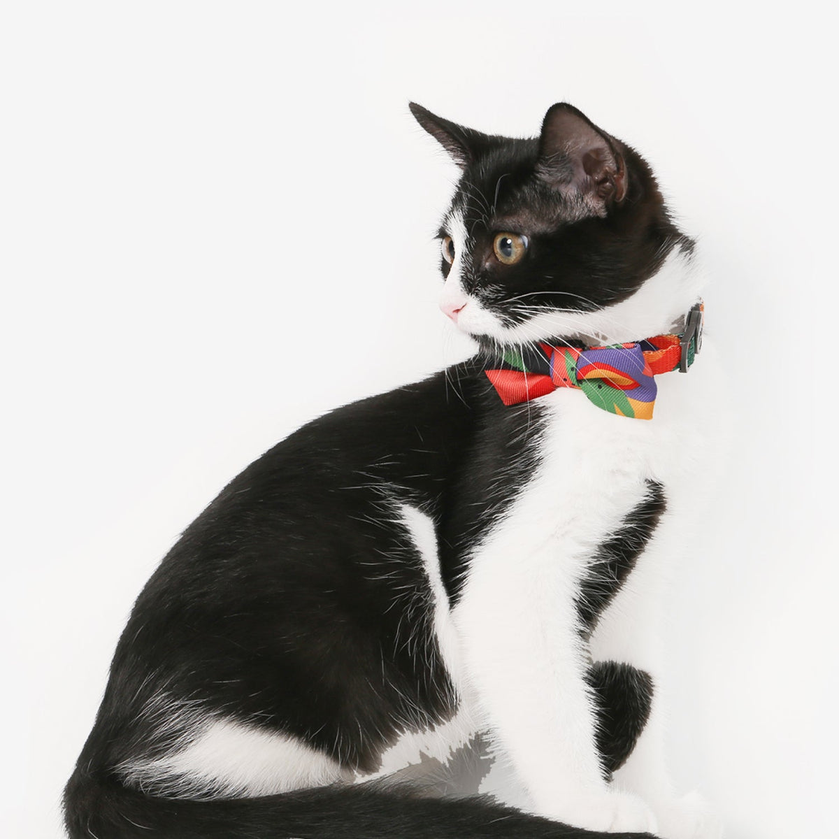 Pet Bow Tie Collar