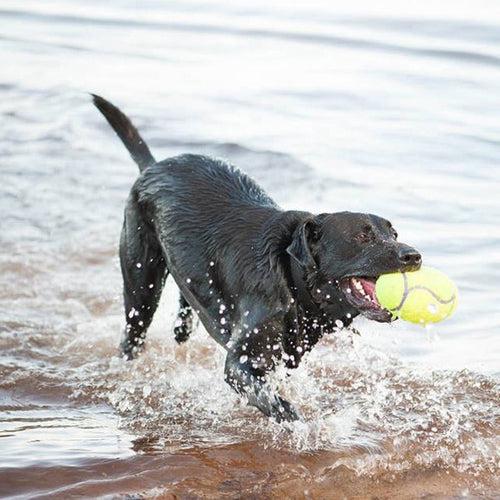 AirDog® Squeaker, Football