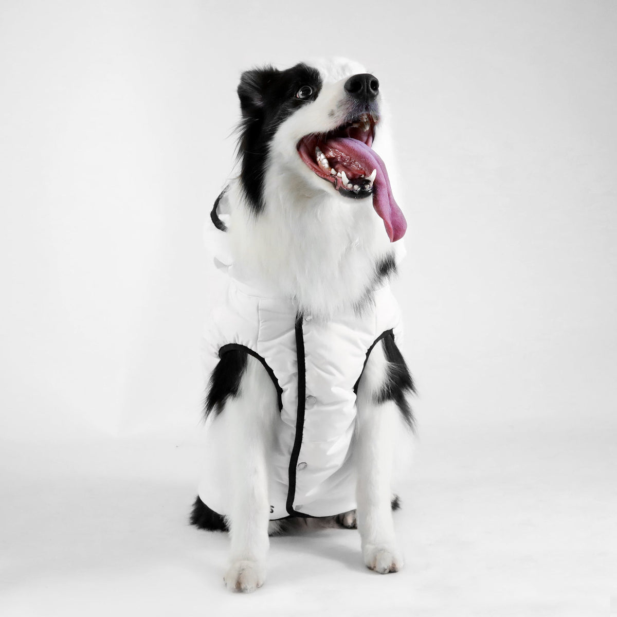 BOSS Dog Essentials Vest — Premium Polyester Dog Vest