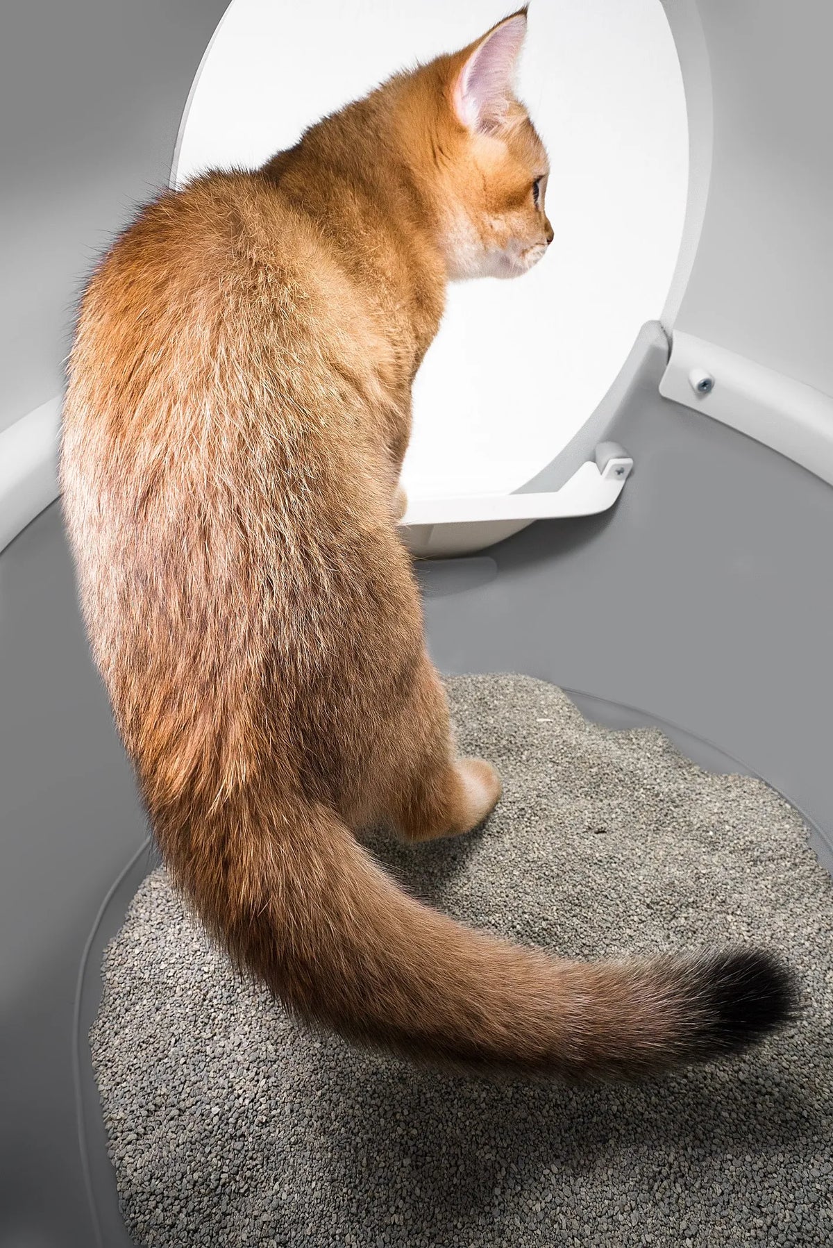 CATLINK AI 5GHz Camera Cat Litter Box - Scooper Pro Ultra Ramp Set