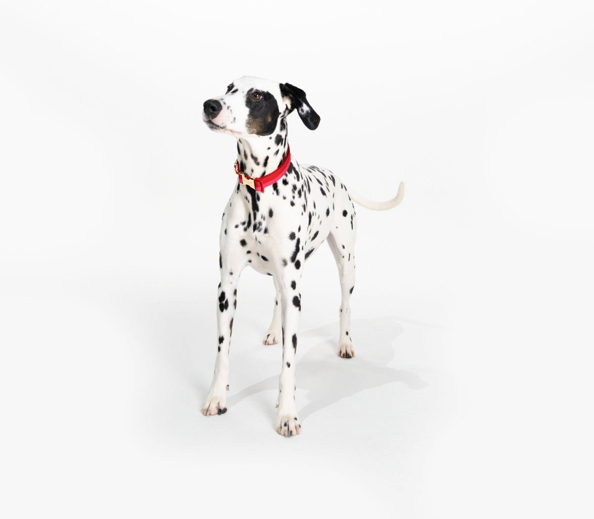 Kate Spade New York Colorblock Collar