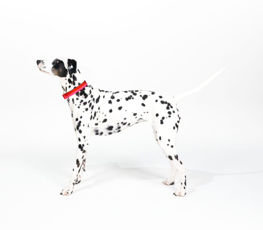 Kate Spade New York Colorblock Collar