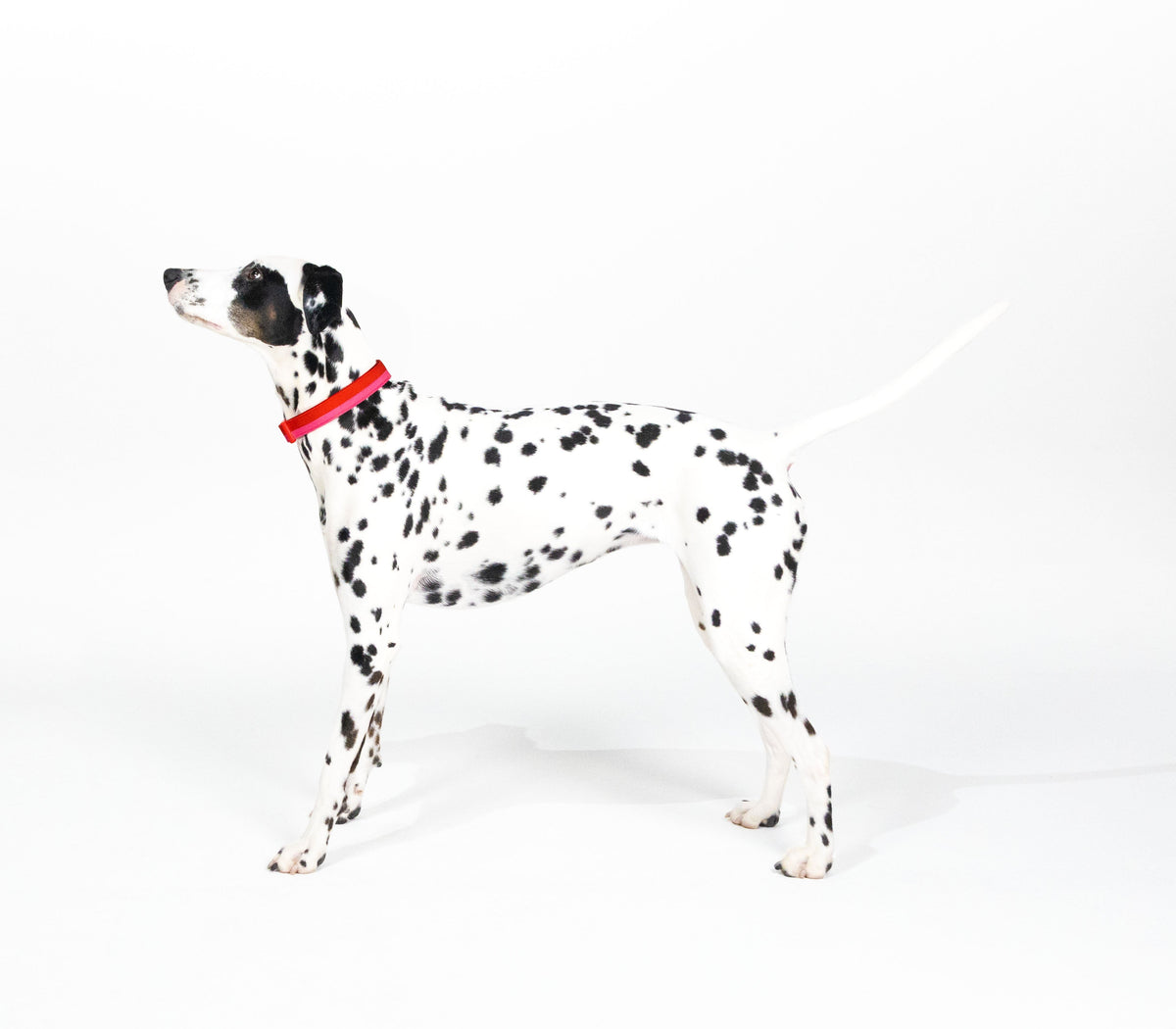 Kate Spade New York Colorblock Collar