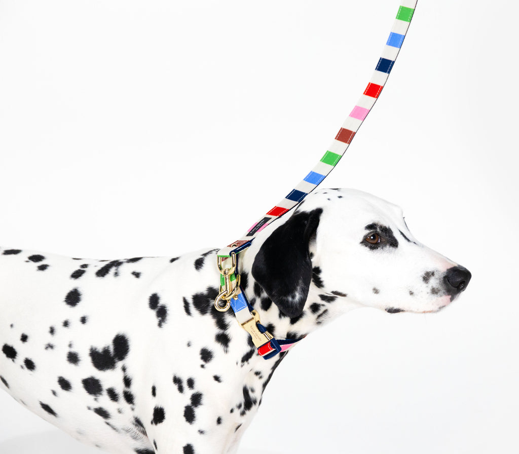 Adventure Stripe Leash
