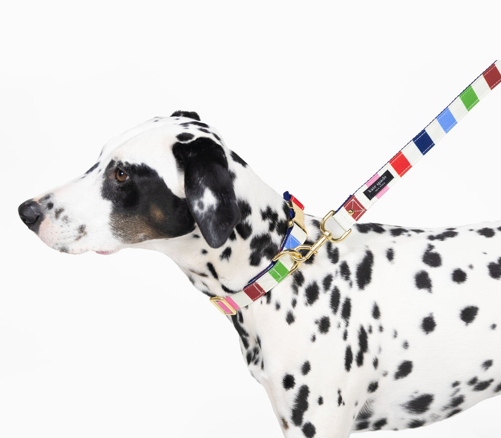Adventure Stripe Leash