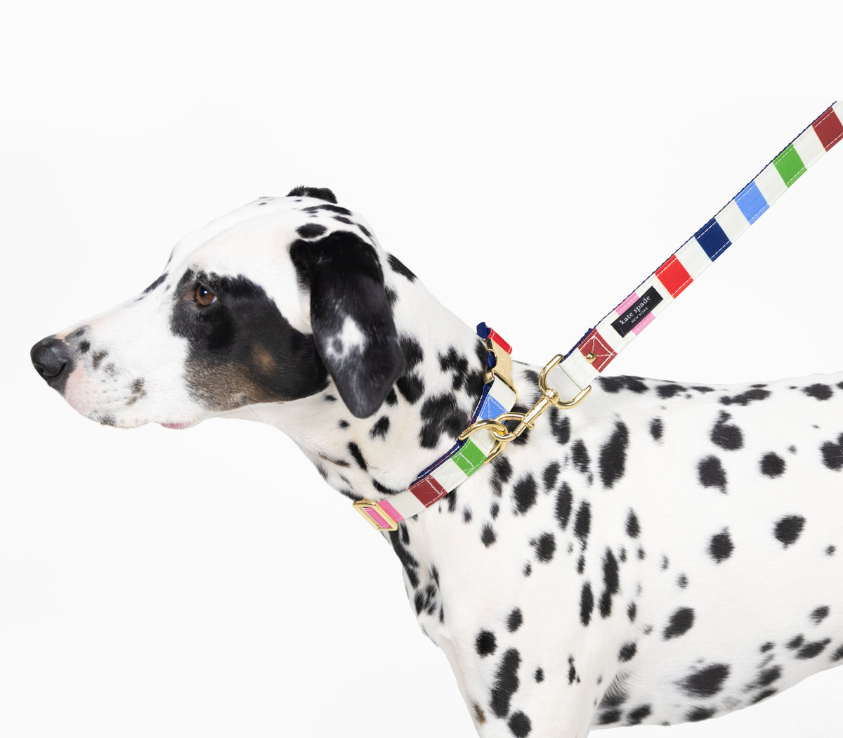 Adventure Stripe Leash
