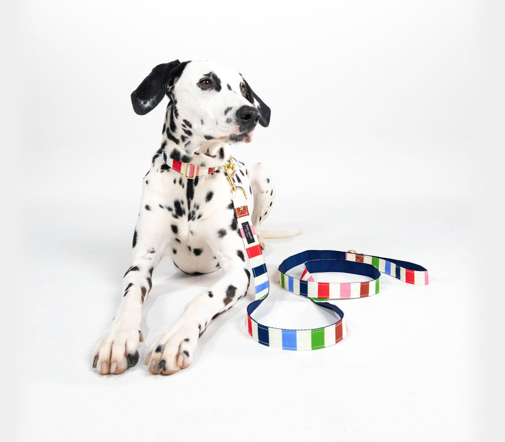 Adventure Stripe Leash