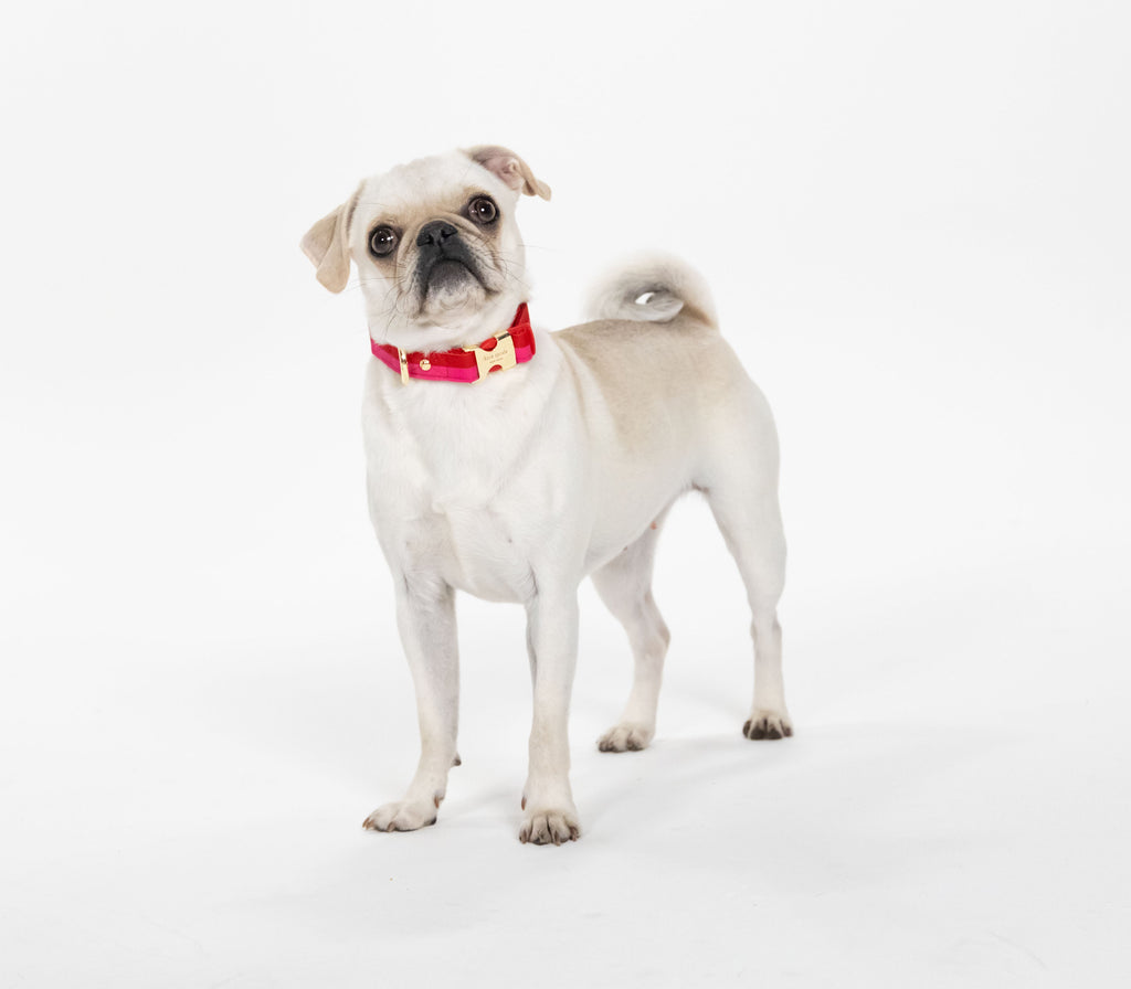 Kate Spade New York Colorblock Collar