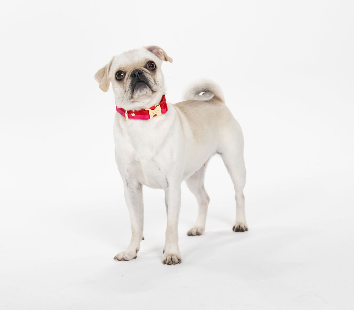 Kate Spade New York Colorblock Collar