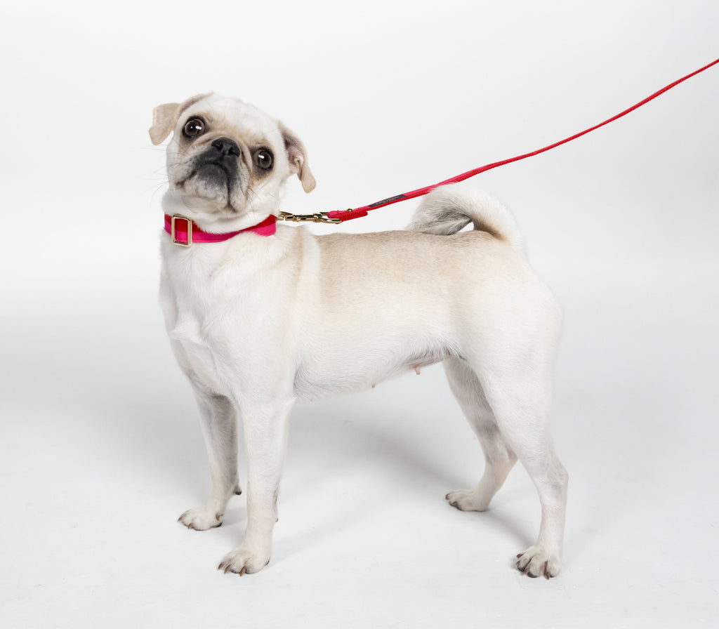 Kate Spade New York Colorblock Leash