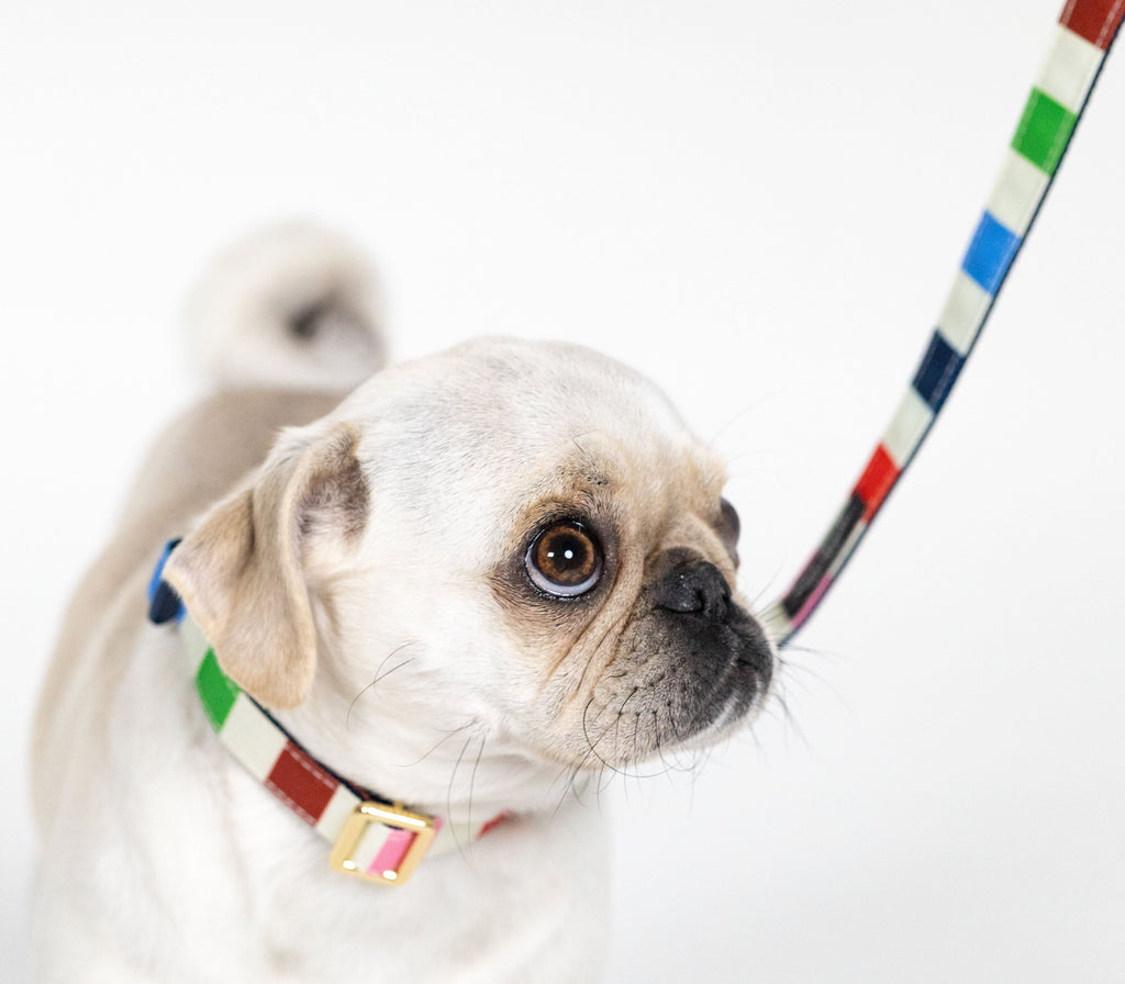 Kate Spade New York Adventure Stripe Collar