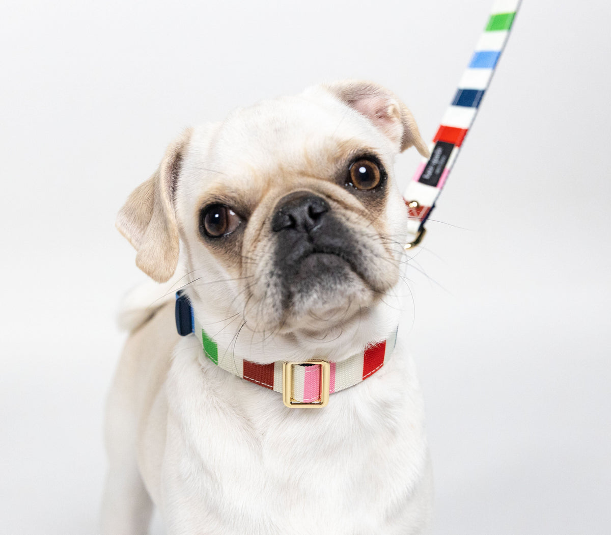 Kate Spade New York Adventure Stripe Collar