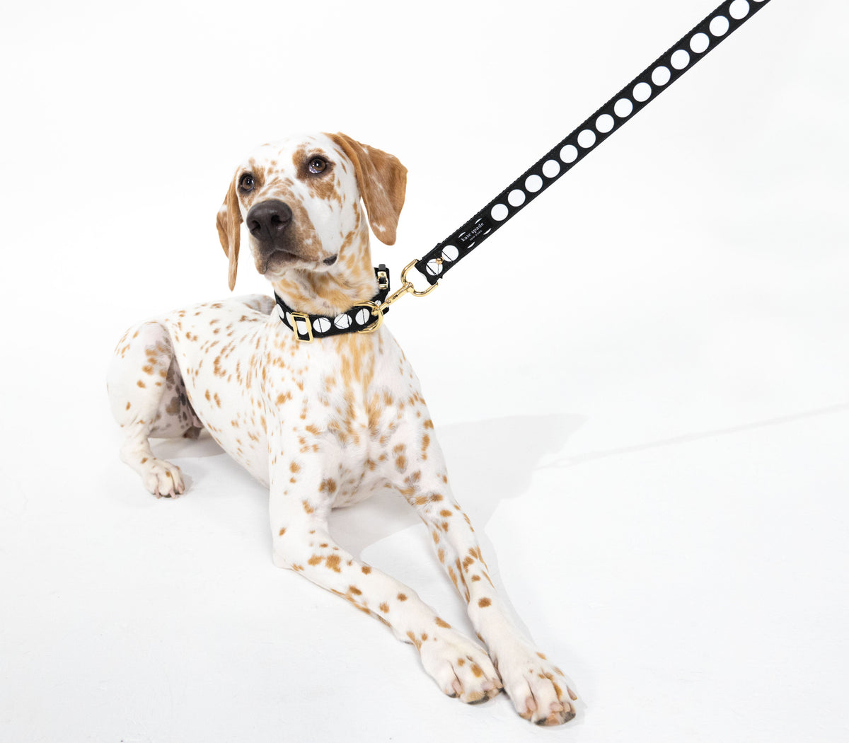 Kate Spade New York Art Dot Leash