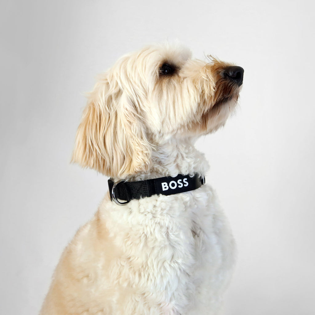 BOSS Dog Essentials Collar — Premium Nylon Dog Collar