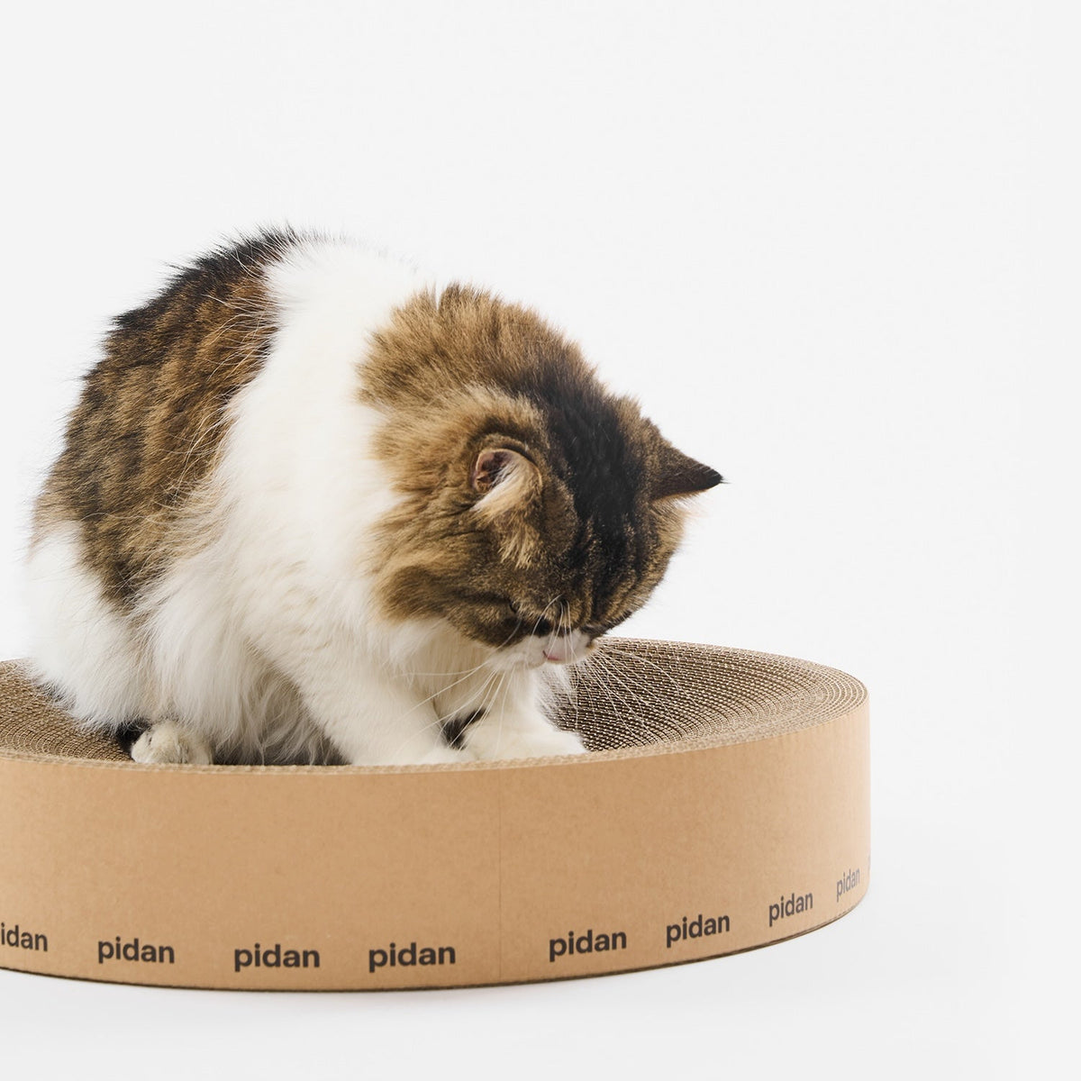 Round Scratch Lounger