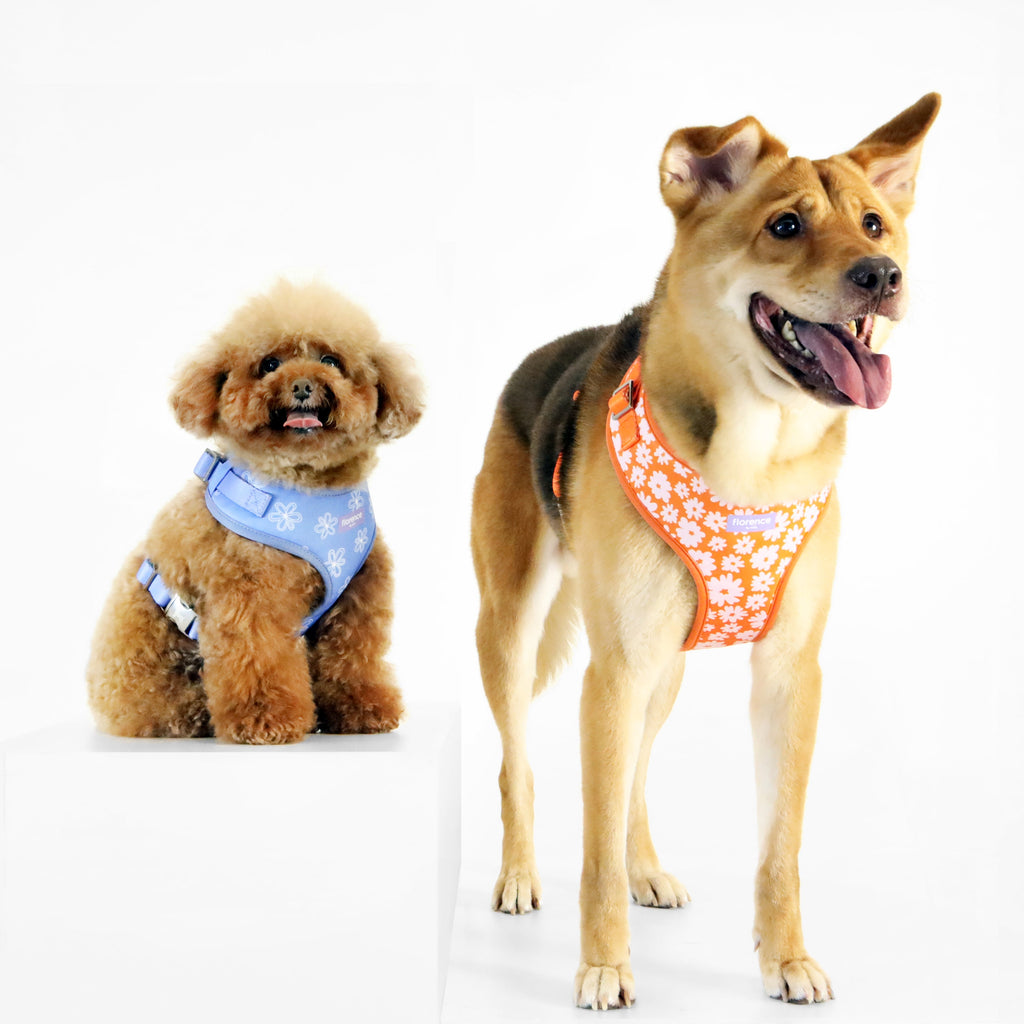 florence by mills Print Harness for Dogs