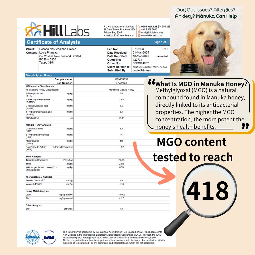 We Just Bee MGO250+ Manuka Honey for Dogs 250g | Immunity & Gut Health | New Zealand
