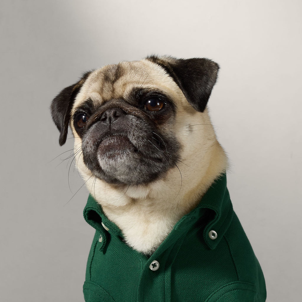 Polo Ralph Lauren Polo Pony Dog Cotton Mesh Shirt