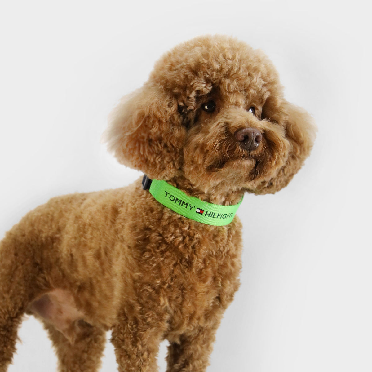 Tommy Hilfiger Webbing Dog Collar | Designer Dog Collar