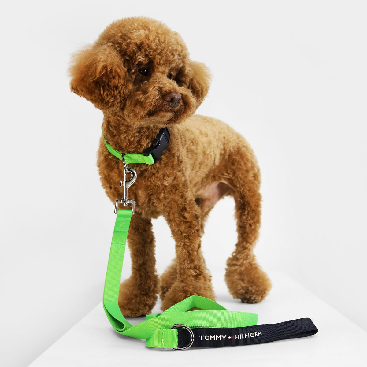 Tommy Hilfiger Webbing Leash