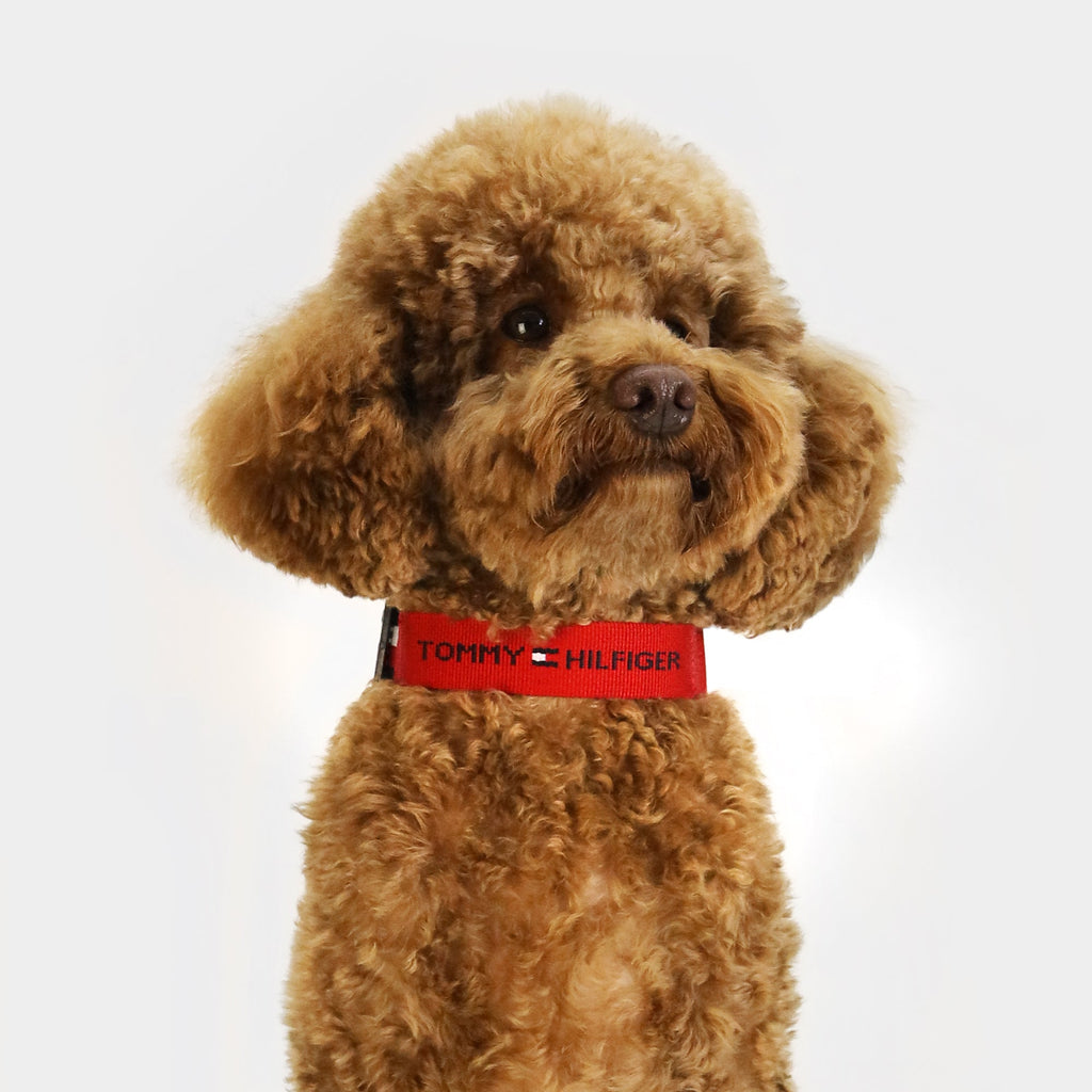 Tommy Hilfiger Webbing Dog Collar | Designer Dog Collar
