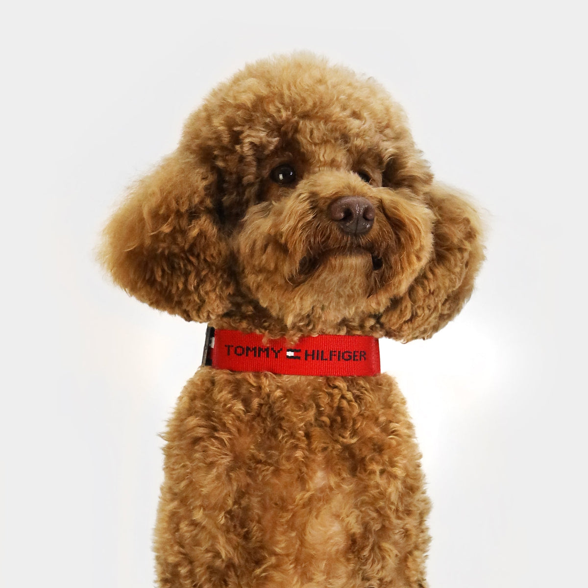 Tommy Hilfiger Webbing Dog Collar | Designer Dog Collar