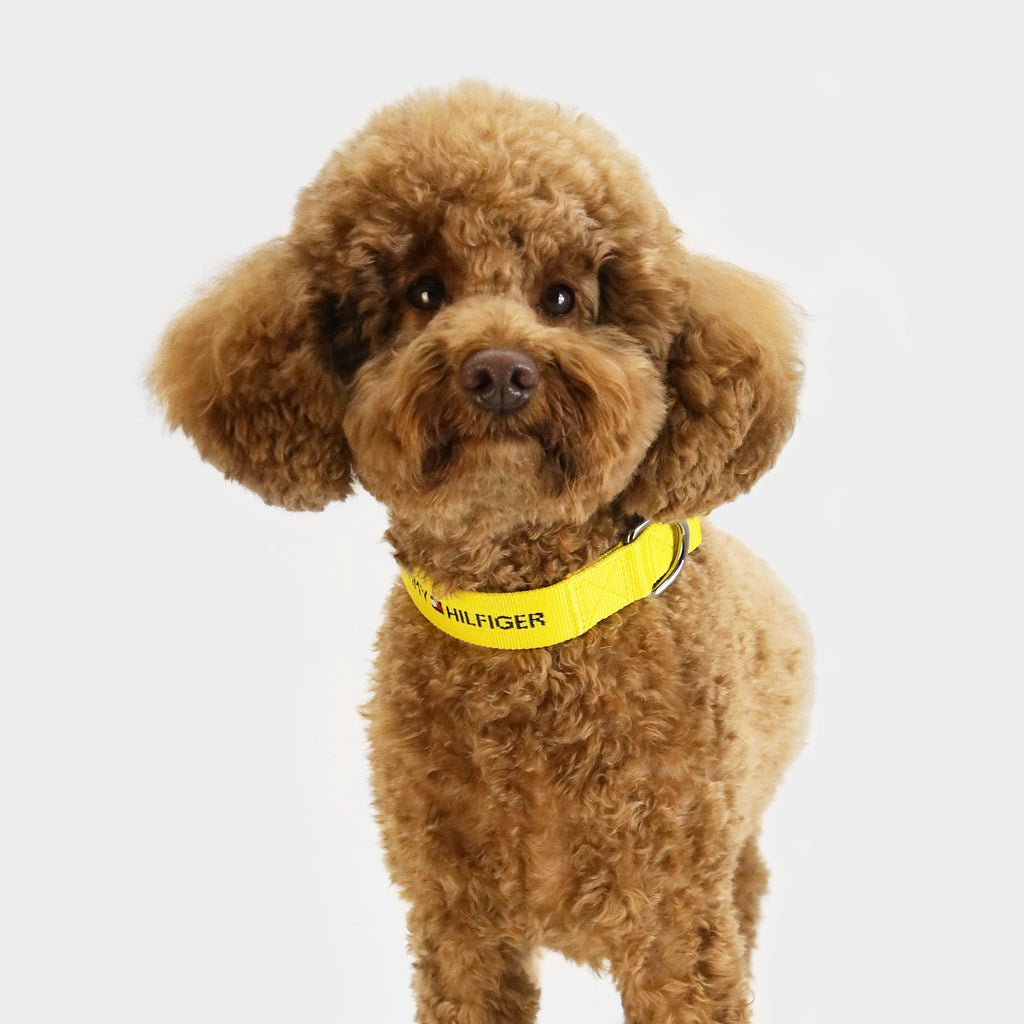 Tommy Hilfiger Webbing Dog Collar | Designer Dog Collar