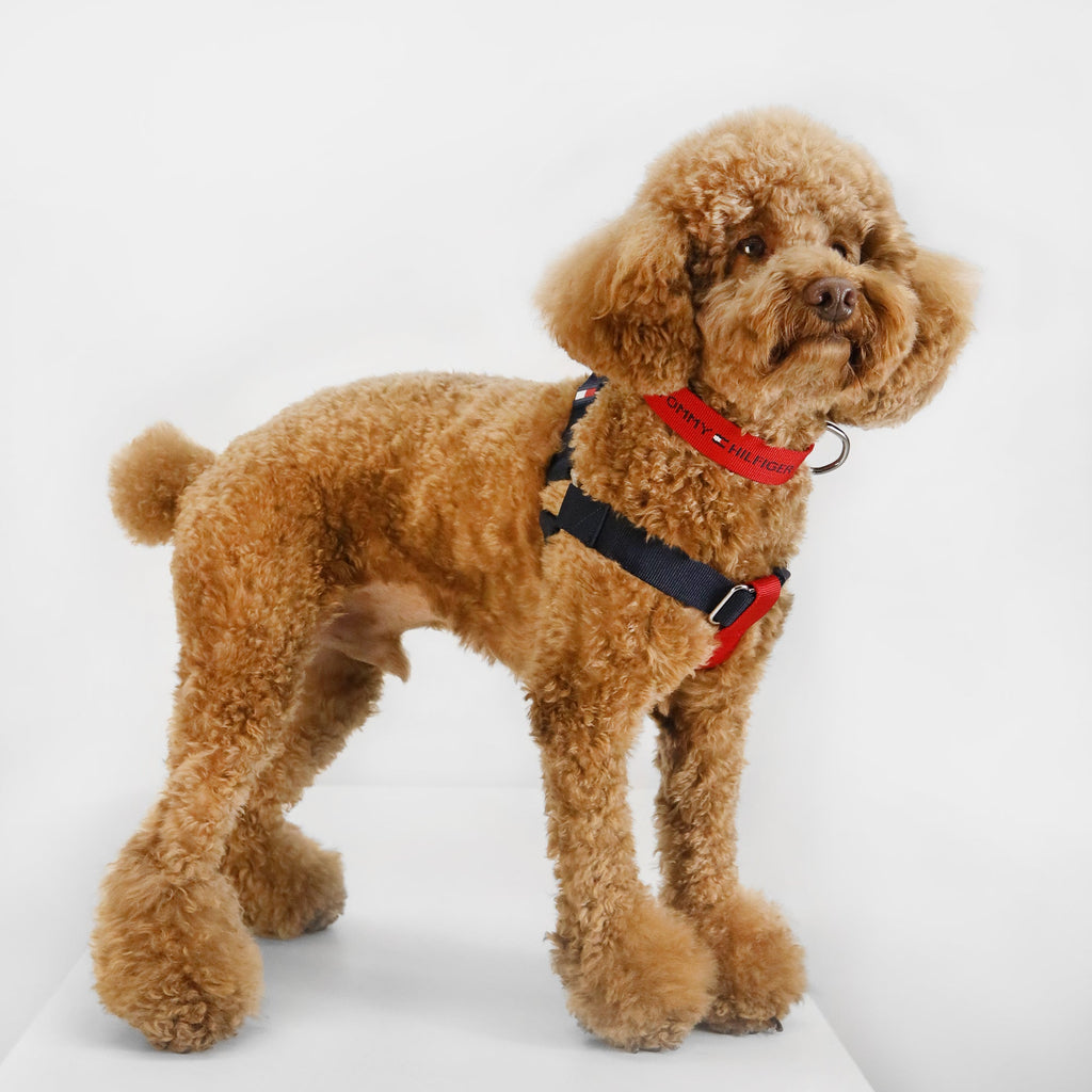 Tommy Hilfiger Color-Block Dog Harness | Designer Dog Harness