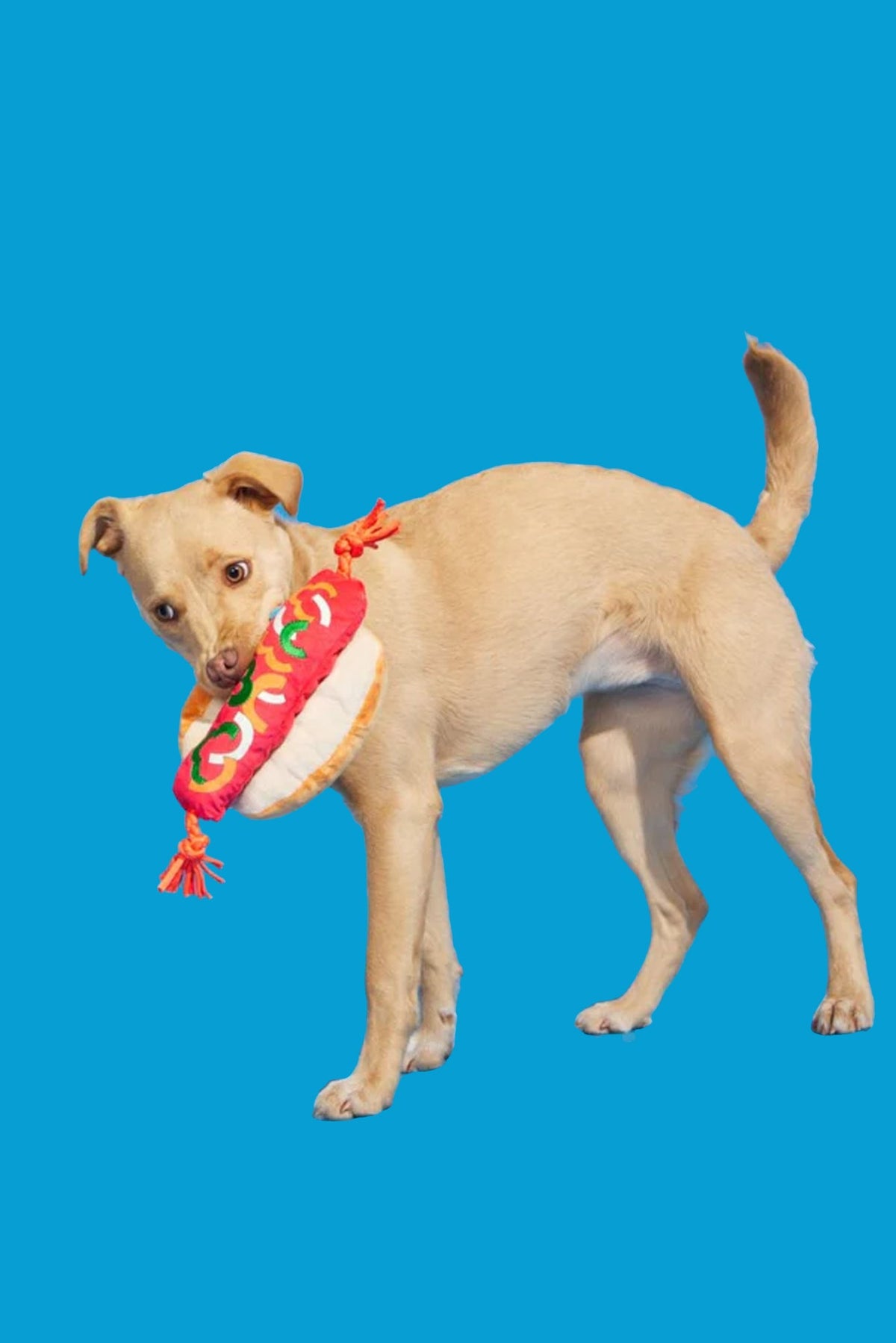 BARK The Everything Dog Plush Dog Toy