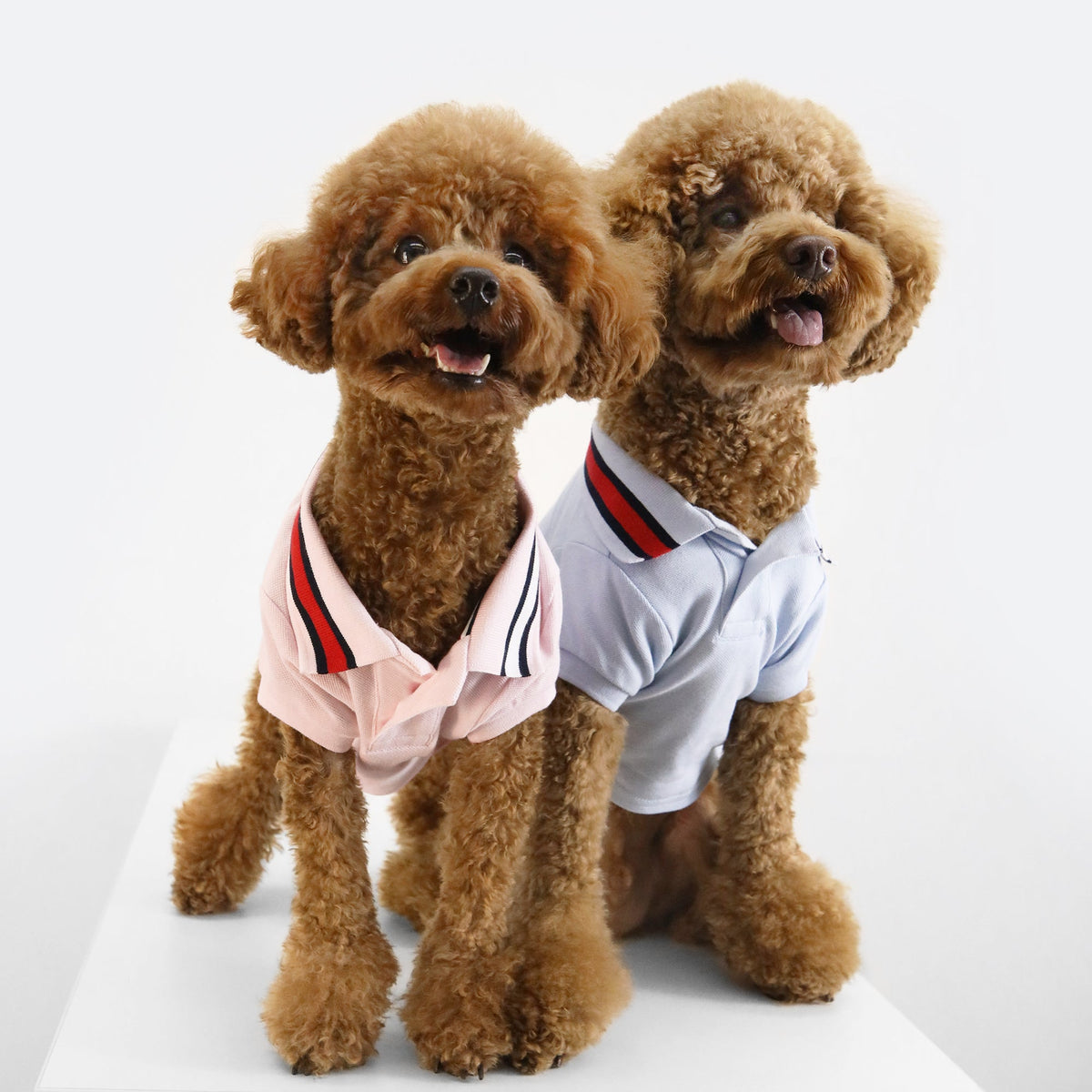 Tommy Hilfiger Flag Collar & Cuffs Dog Polo | Designer Dog Polo