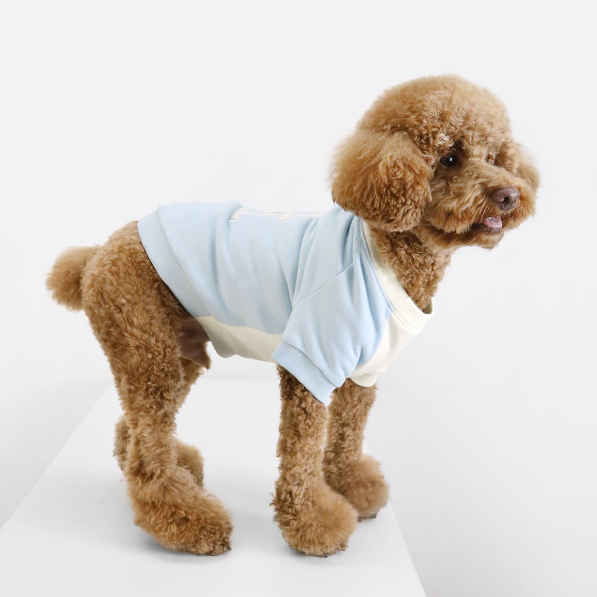 Tommy Hilfiger Color-Block Dog Sweatshirt | Designer Dog Apparel